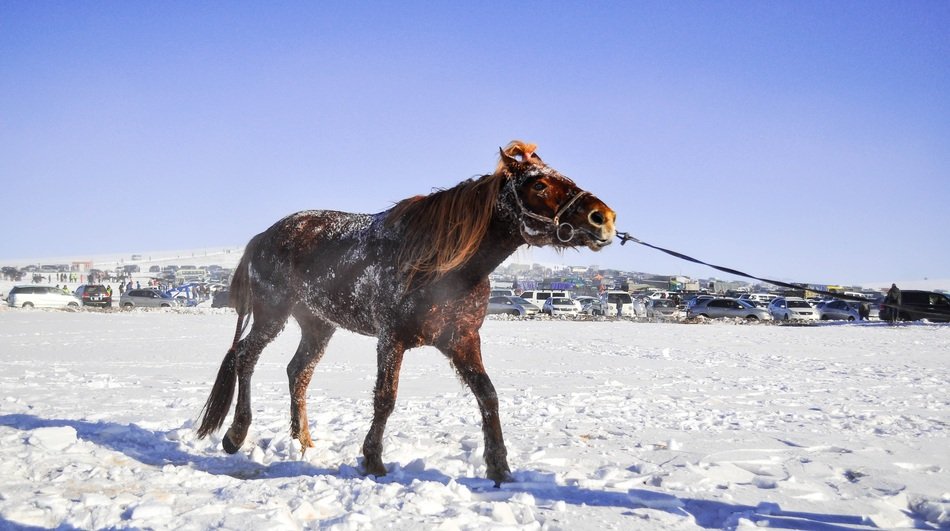 Mongolian Horse in bridle walking on snow