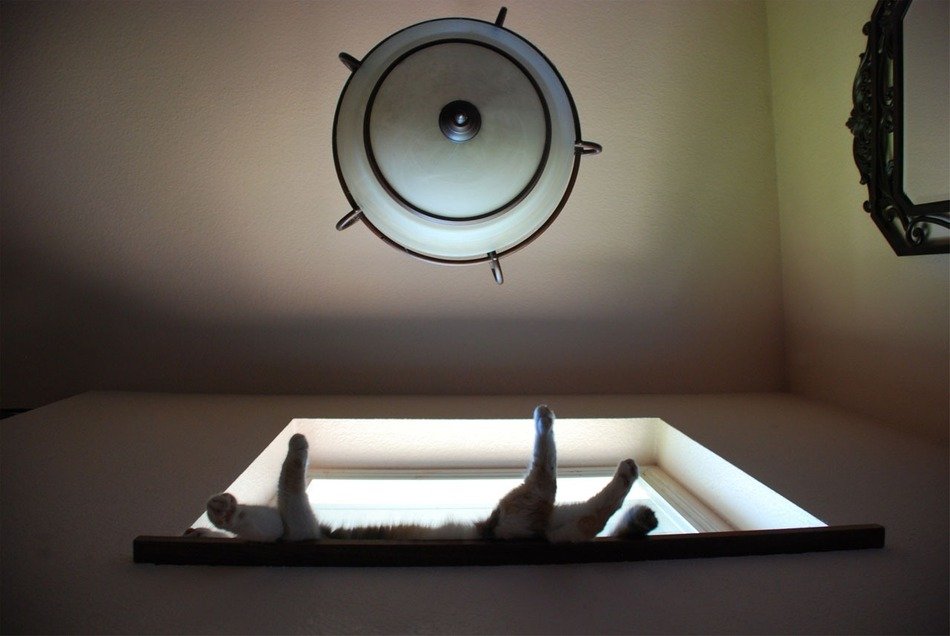 original perspective of the cat lying on the window