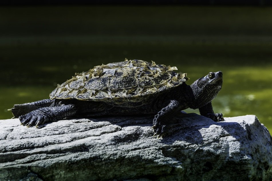 tortoise with a large armor on a stone