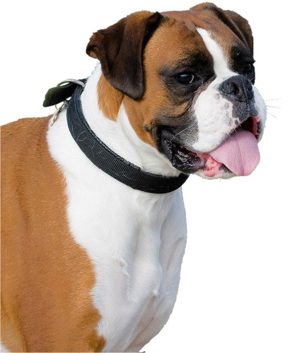 portrait of a boxer on the white background