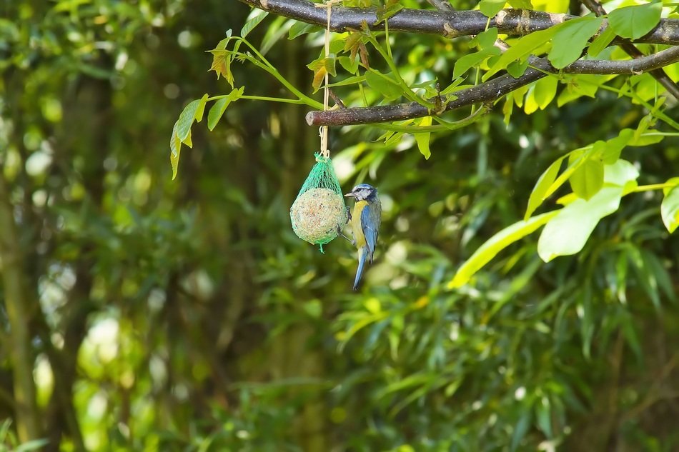 bird feeding at Walnut Tree