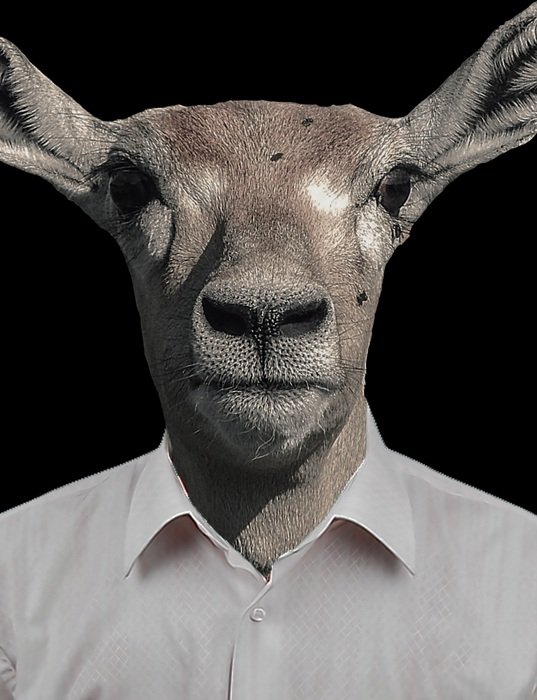 Gazelle in shirt