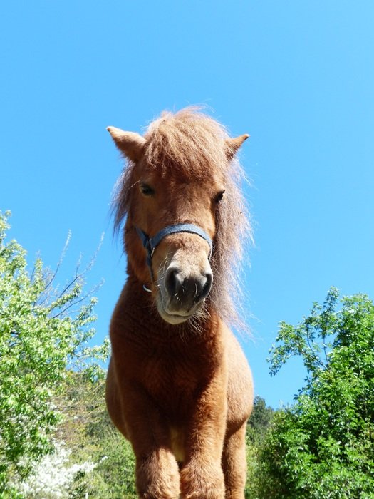 nice shetland pony