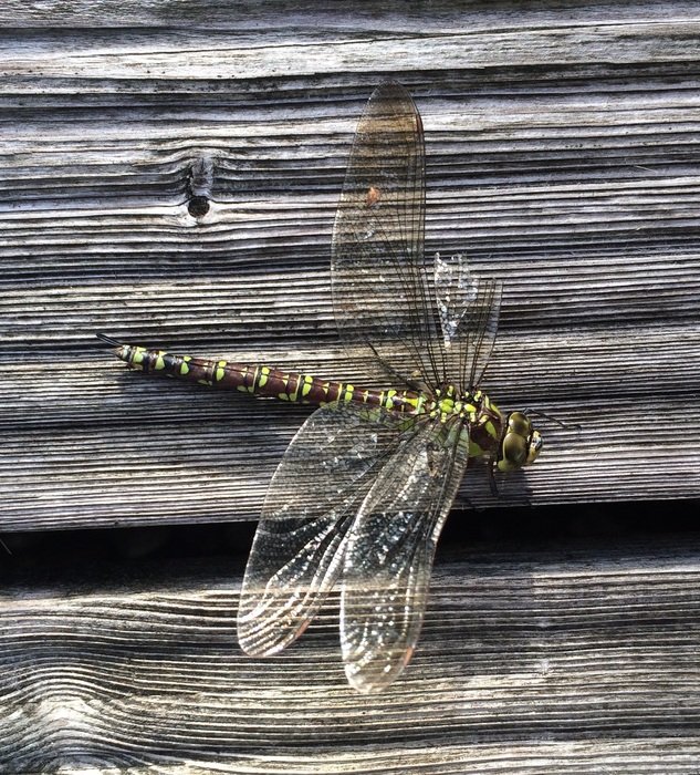 Beautiful and colorful dragonfly on the wooden plank