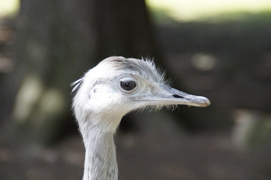 Picture of the Rhea Bird