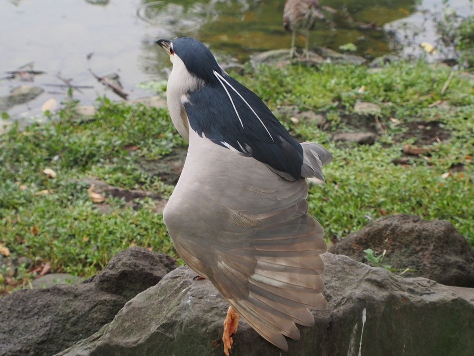 night heron among the stones on the shore