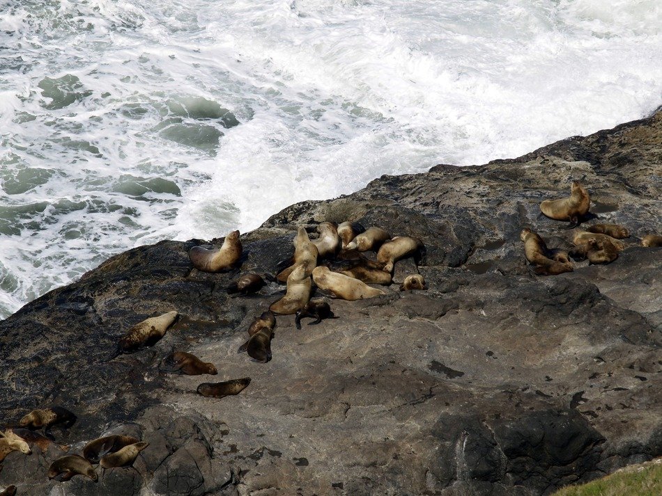 seals on the pacific shoreline