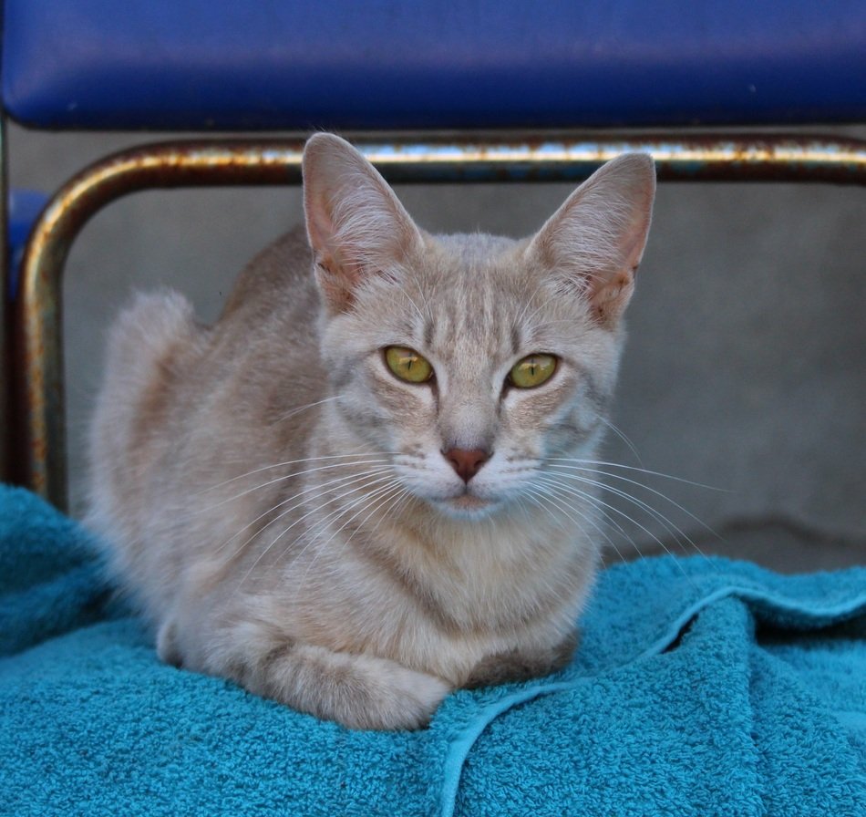 Cat with beautiful eyes
