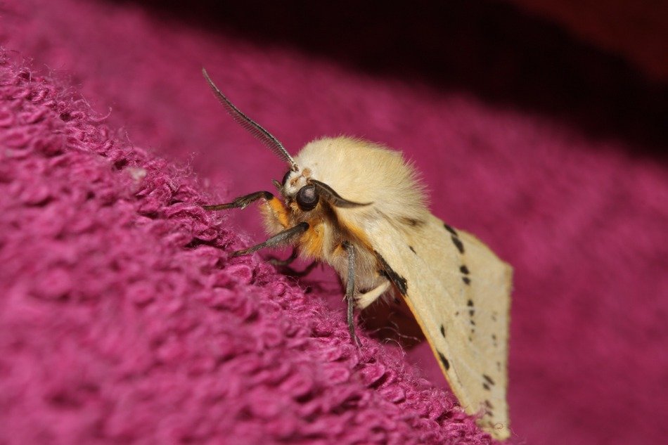 moth on the fabric