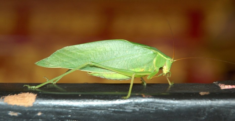 Macro Photo of green Insect