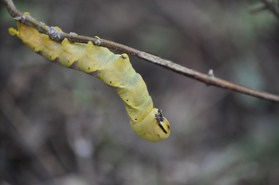 macro Picture of Caterpillar in nature