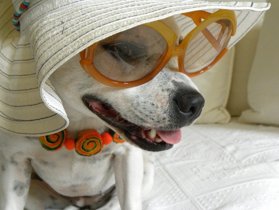 Terrier with the hat and glasses