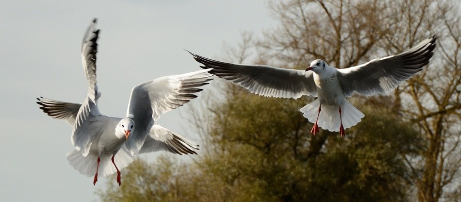 24/5000 Возможно, вы имели в виду: голуби летят над парком Doves fly over the park