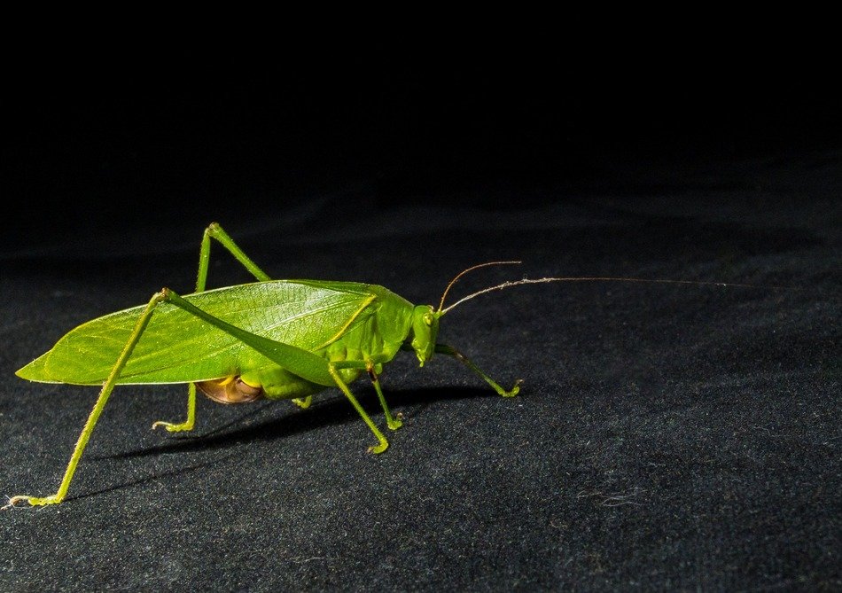 green grasshopper on the surface