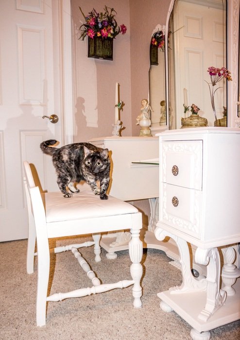 Kitten on a chair near the mirror