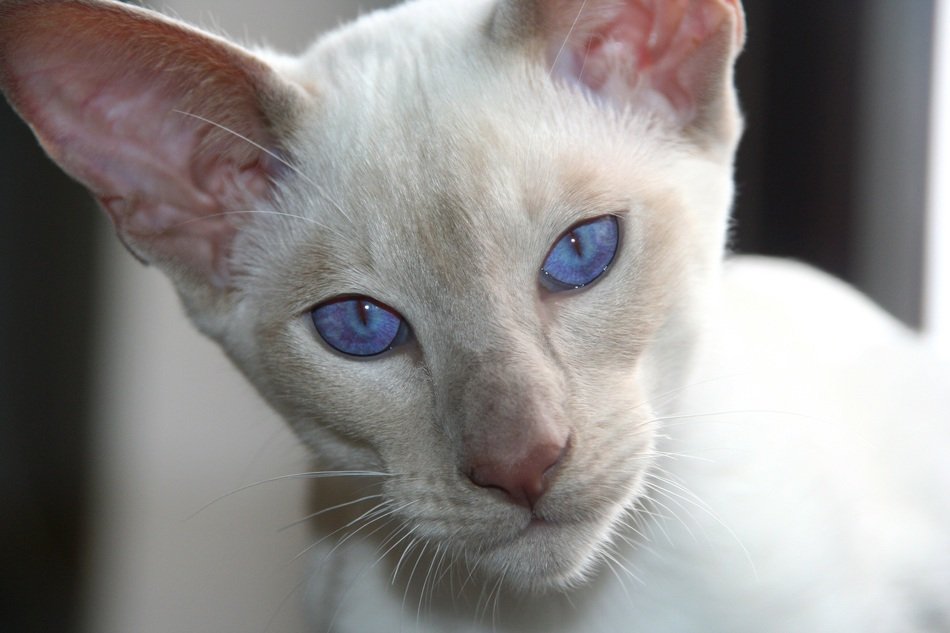 Close-up of the beautiful white Siamese cat with blue eyes