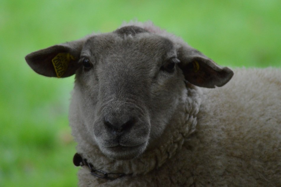 sheep on green grass background