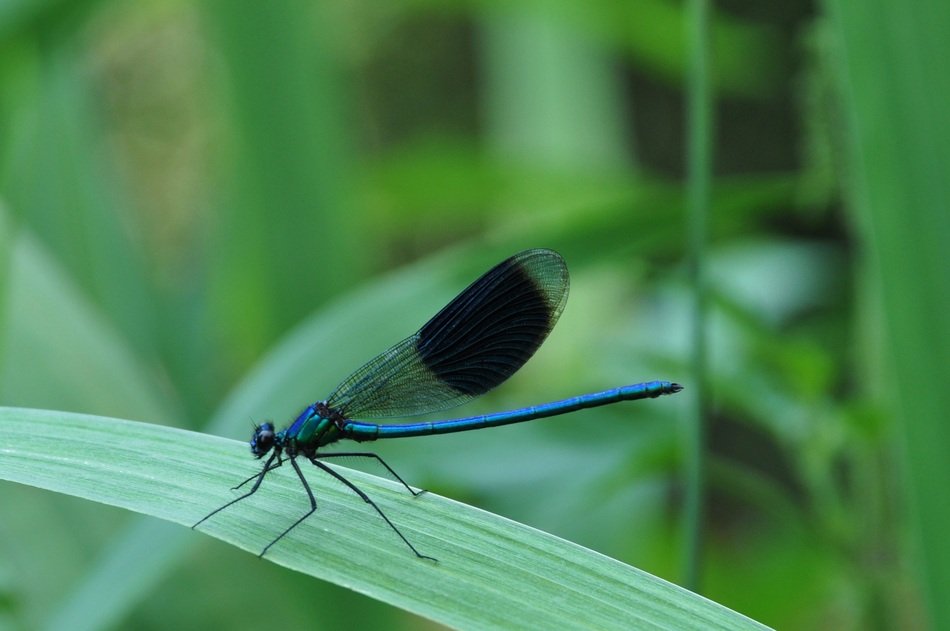 black blue dragonfly on the bulrush