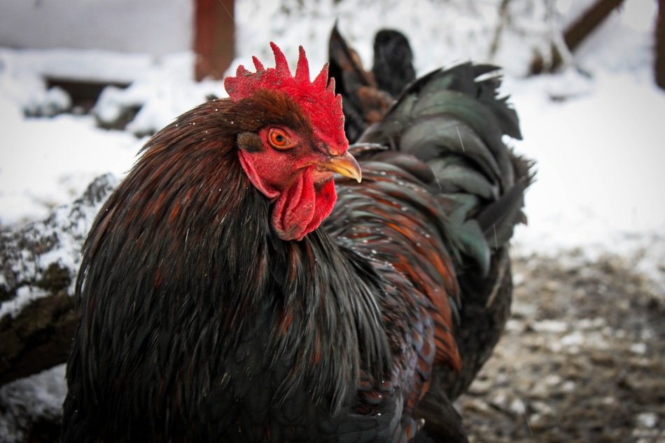 black brown chicken in the snow in winter