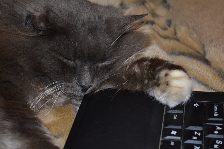 grey Cat Dreaming near Notebook