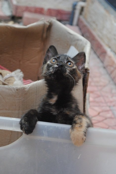 Cute Kitten Looking Up