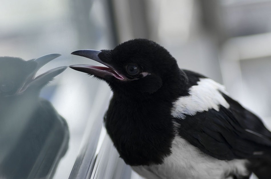 Portrait of magpie
