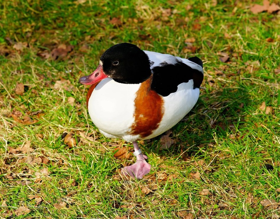 white plump black white duck on the grass