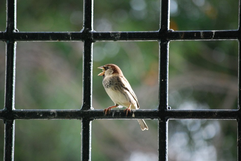 small bird on the window grill