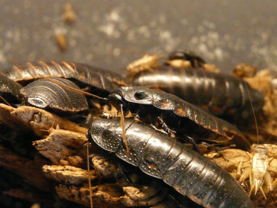 giant hissing cockroach in terrarium