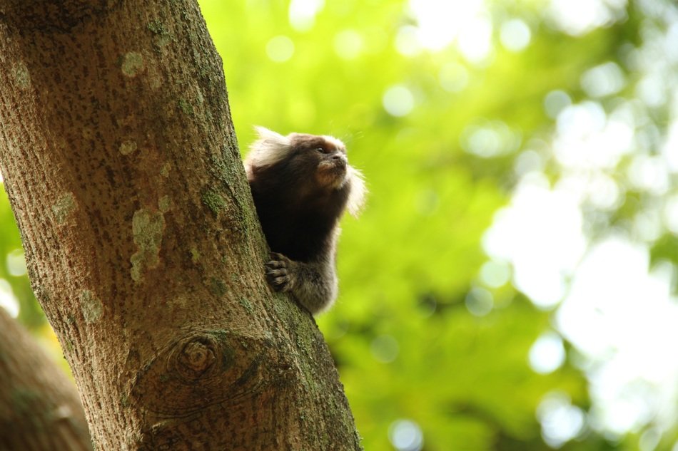 Mico Monkey