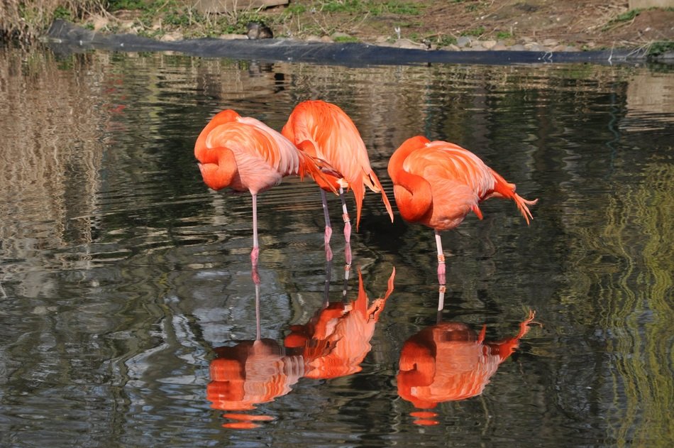photo of three orange flamingos on the water