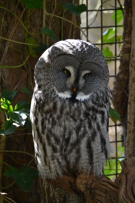 eagle owl near the net