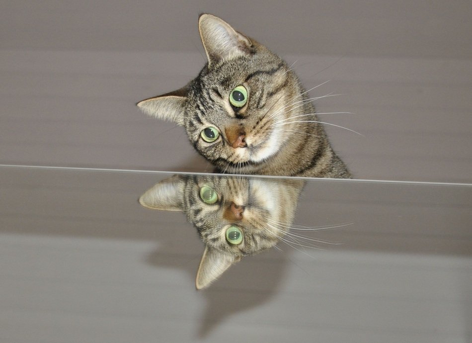 mirroring domestic cat
