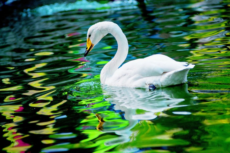 Beautiful Swan