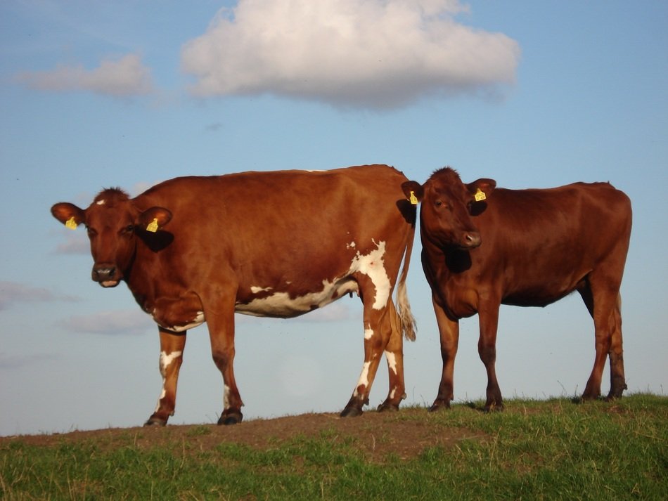 beautiful thoroughbred Cow