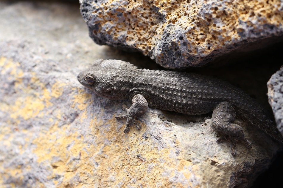 grey Lizard among stones, spain, tenerife