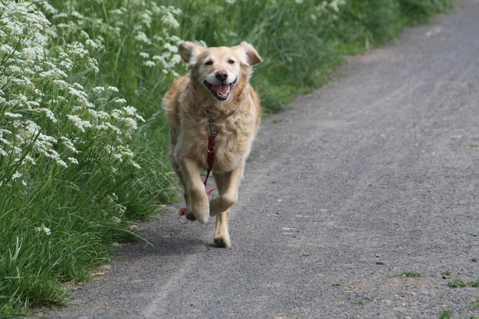 the dog runs along the edge of the road