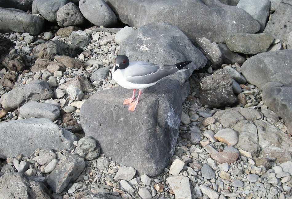 small Bird Gull