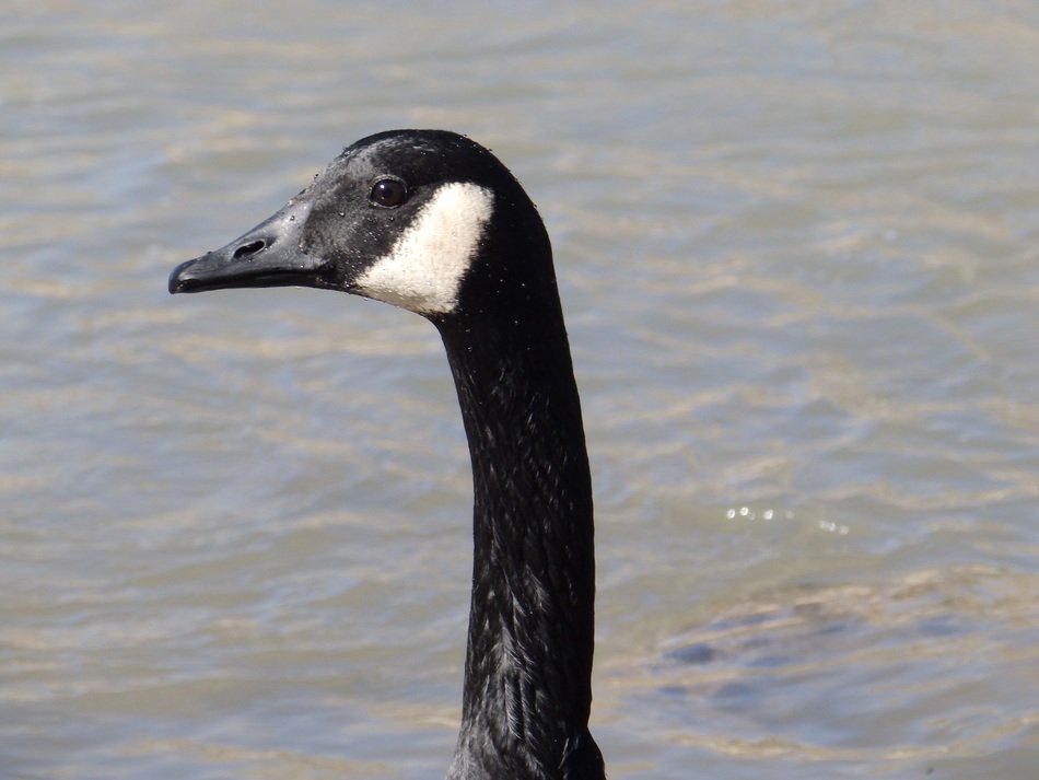 the waterfowl goose in the wildlife