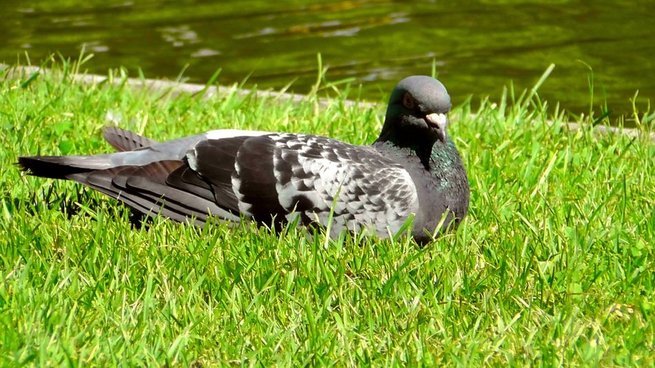 resting dove outside