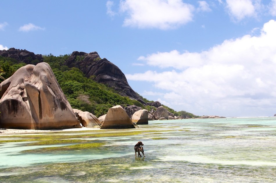 Dog on a Caribbean sea bank