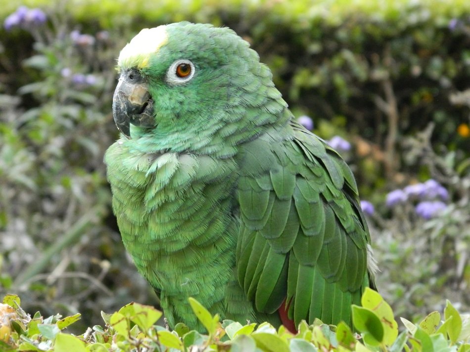 green Parrot at greenery