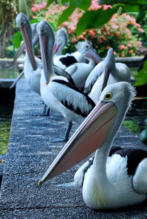 Pelican Birds on a wooden deck at dusk