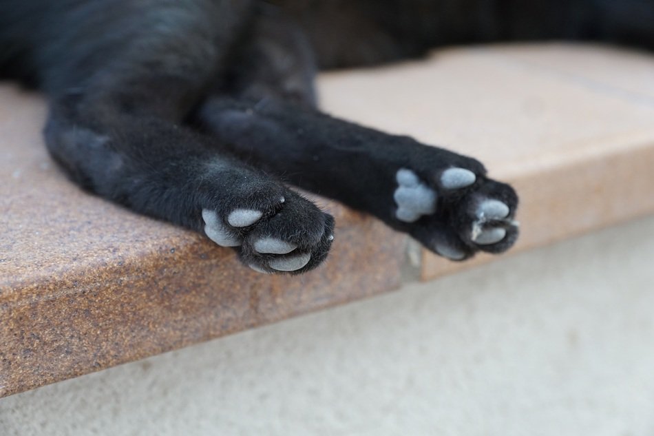 lying Black Catâs hind Paws