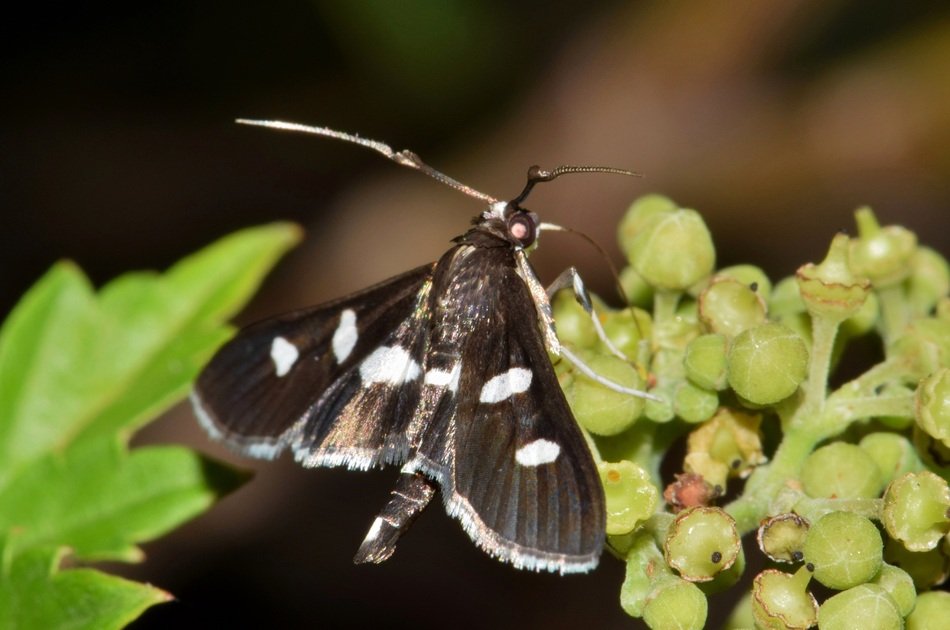 Grape Leafroller Moth, Desmia on buds, macro