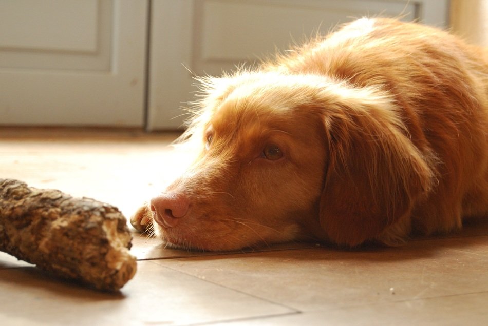 portrait of Retriever Dog relax