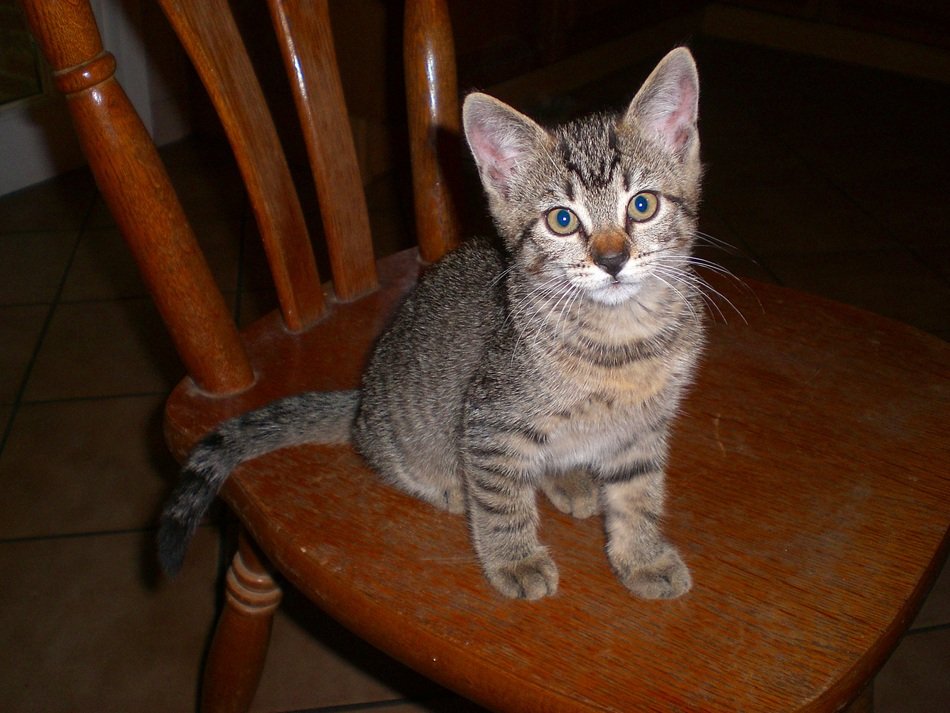 young cat on the chair