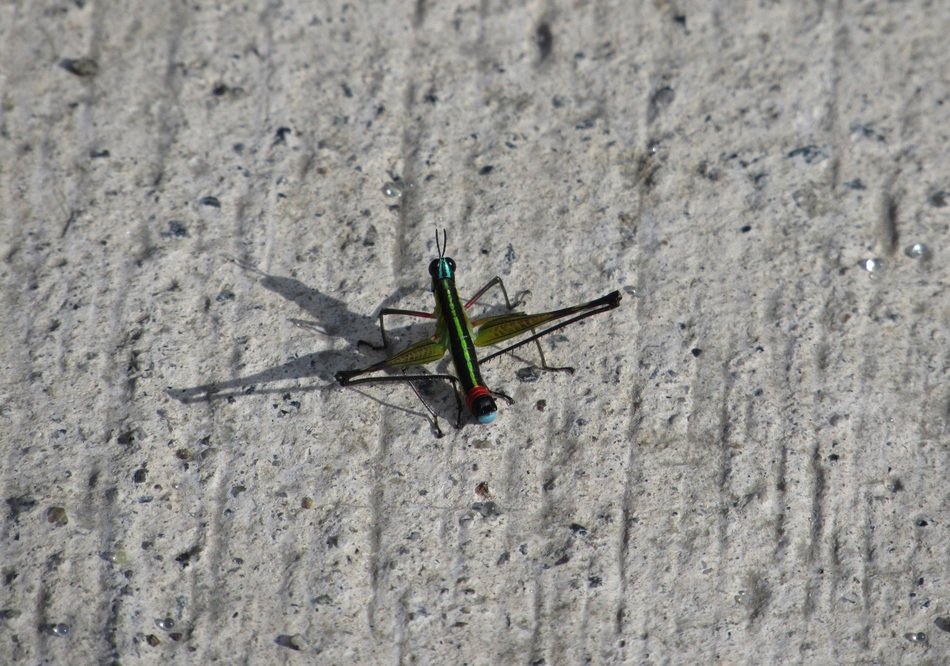 Colorful Cricket with the Shadow