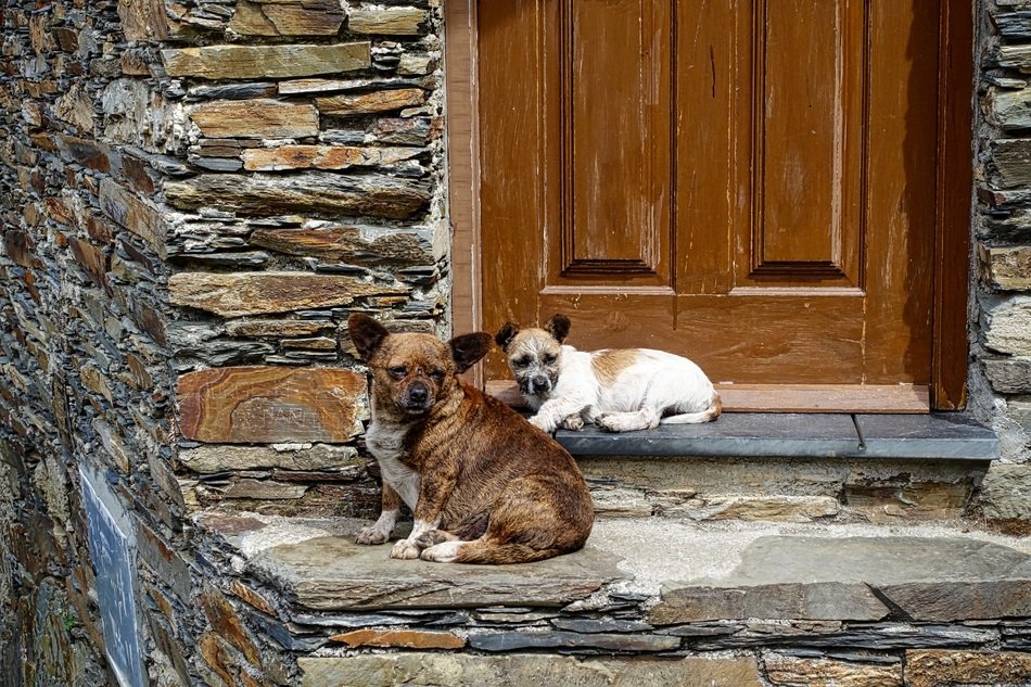 dogs near the door of the house
