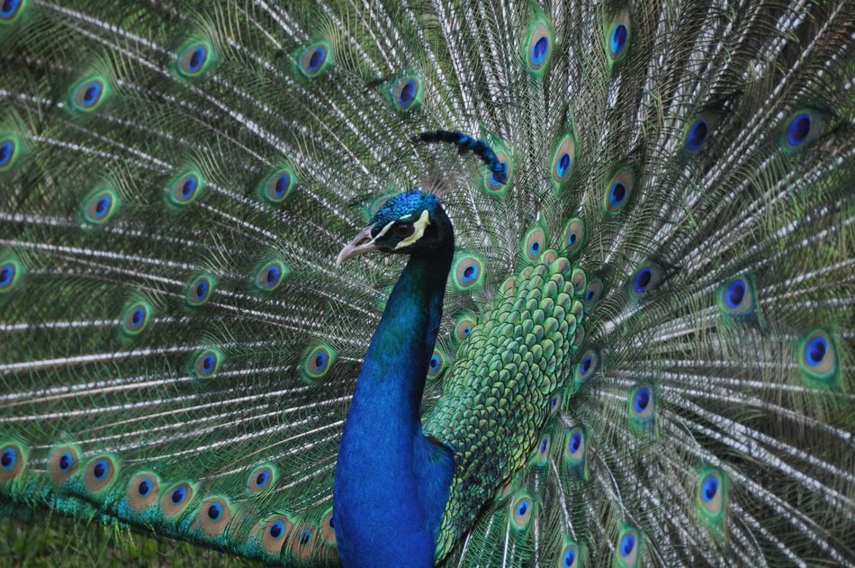beautiful peacock in the reserve